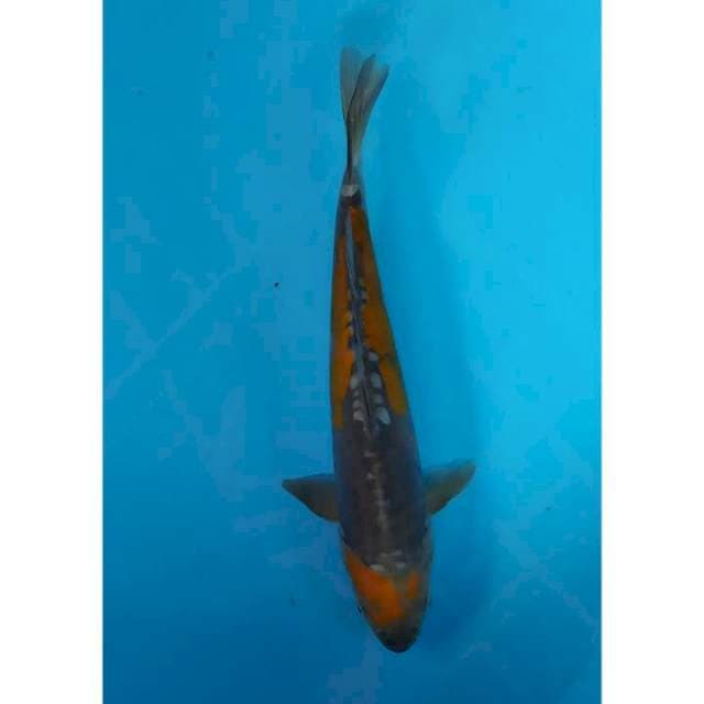 ochiba doitsu 30 cm