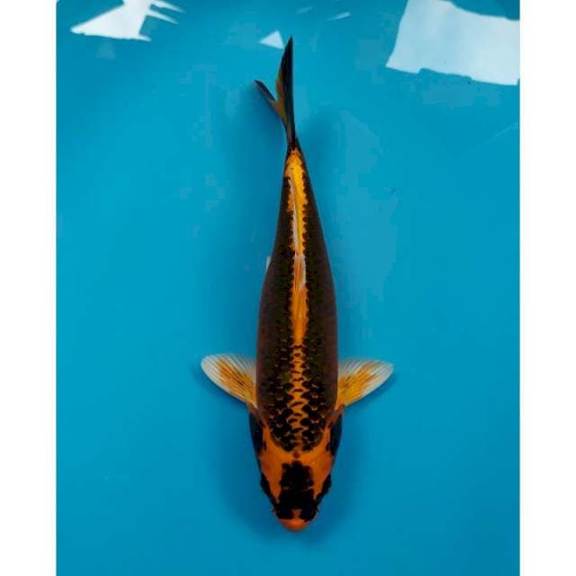kabuto 27 cm
