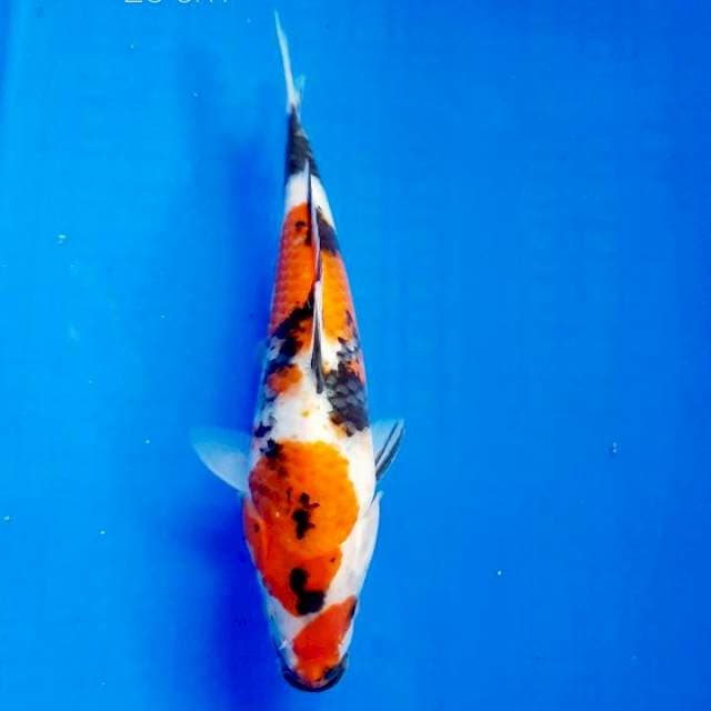Showa 23 cm