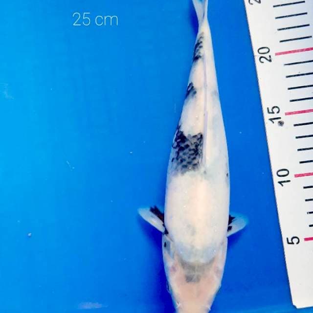 Shiro 25 cm