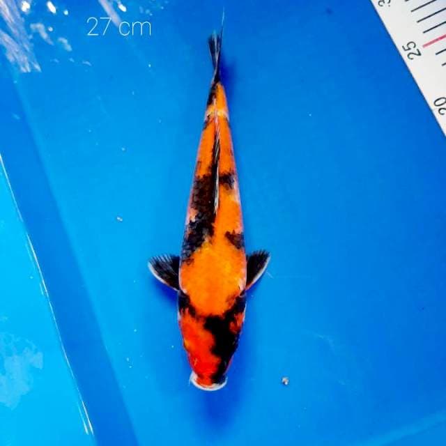 Showa 27 cm