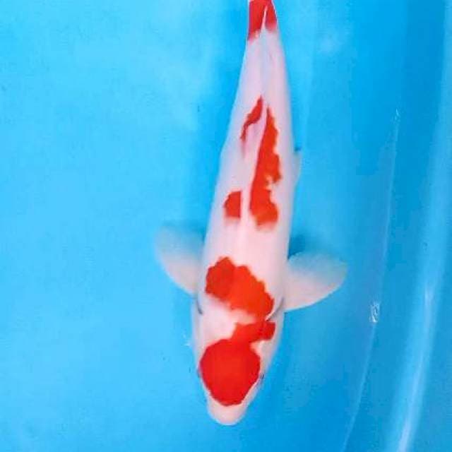 Kohaku male 40 bu/38 cm