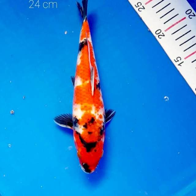 Showa 24 cm