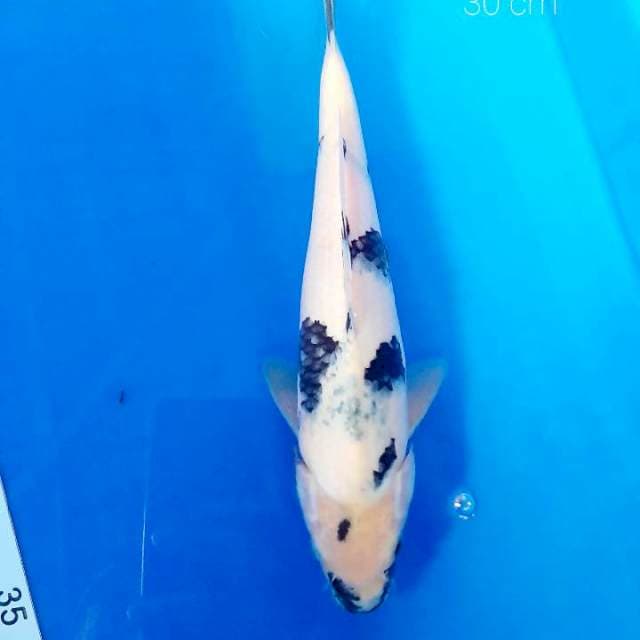 Shiro 30 cm