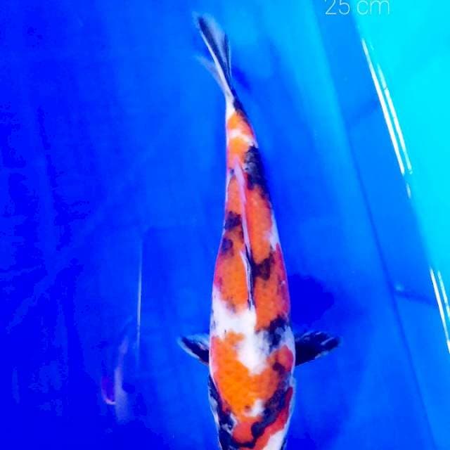 Showa 25 cm