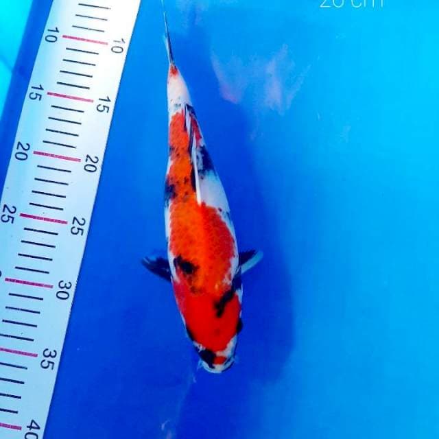 Showa 26 cm