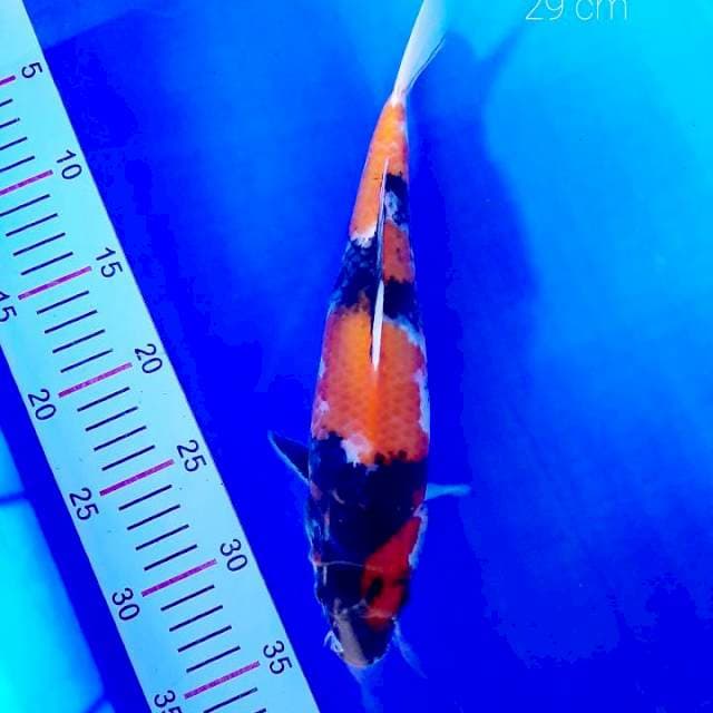 Showa 29 cm
