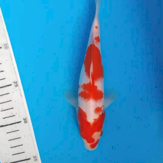 Kohaku 19cm 