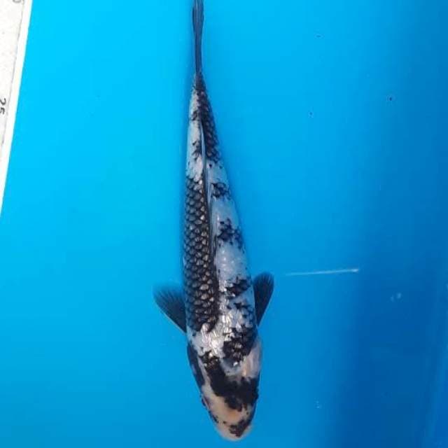 Shiro ginrin 19cm