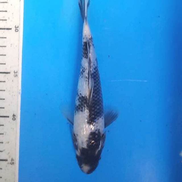 Shiro gindrin 20cm