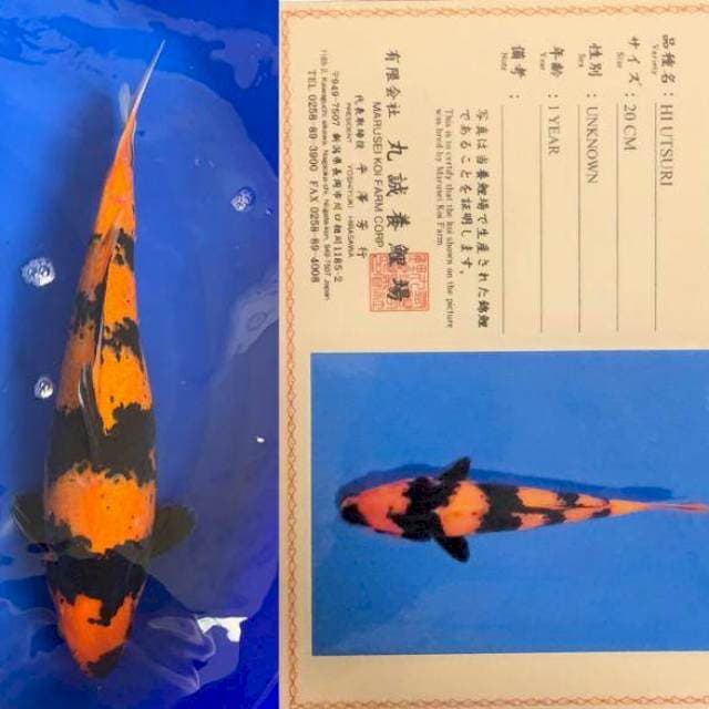 Aruku 01 - Hi Utsuri Import Marusei