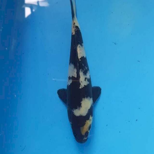Shiro 17cm