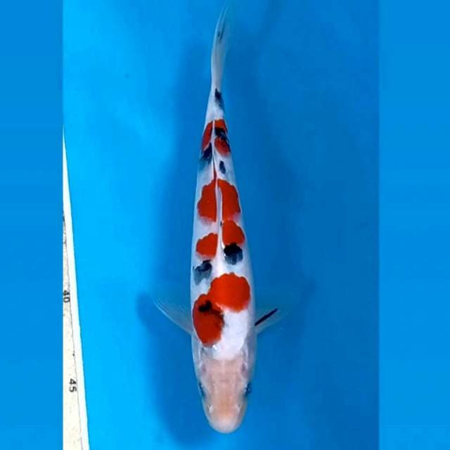 Sanke, 23 cm