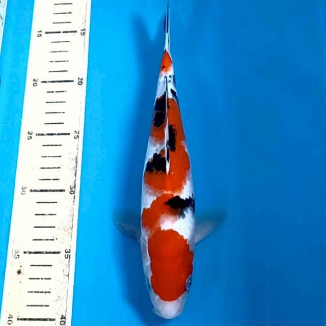 Sanke, 26 cm