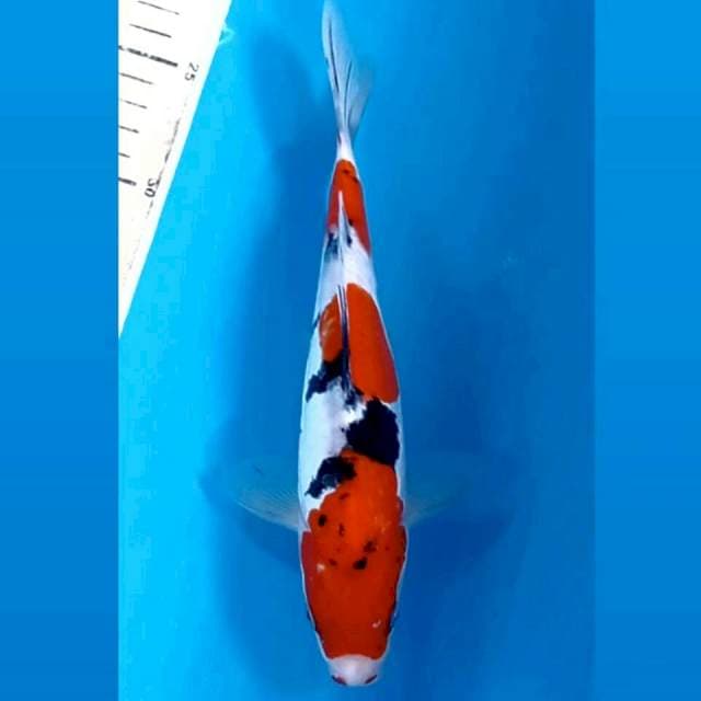 Sanke doit, 24 cm
