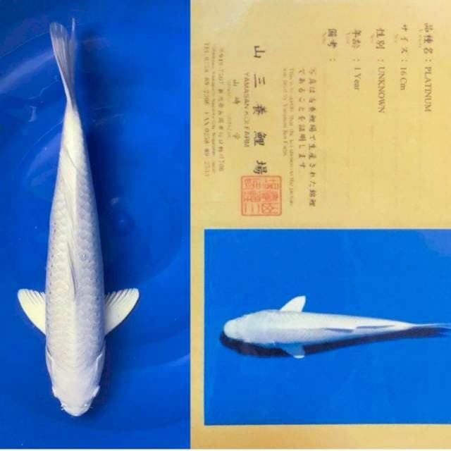 Aruku 02 - Platinum Import Yamasan 37cm