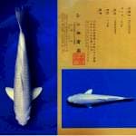 Aruku 02 - Platinum Import Yamasan 37cm