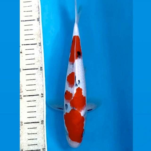 Sanke, 27 cm
