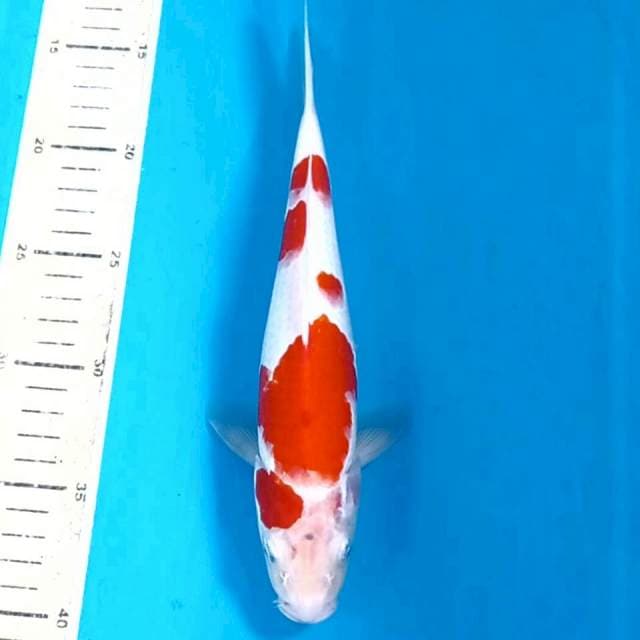 Kohaku, 26 cm