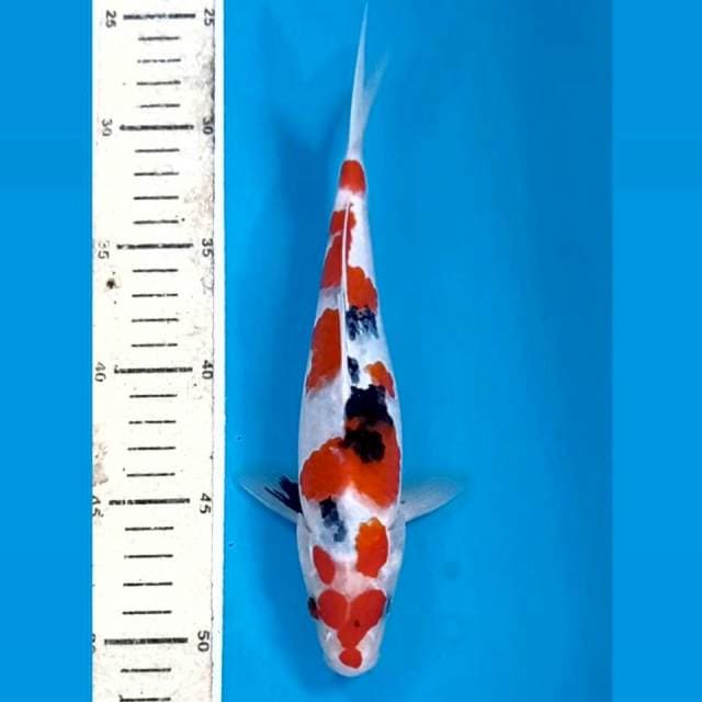 Sanke, 23 cm