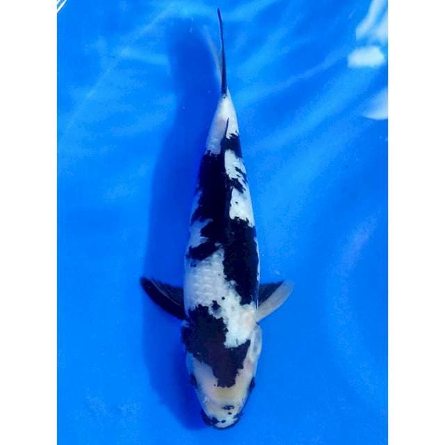 Shiro 29cm