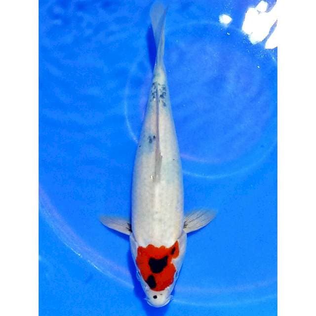 Tancho showa ori 30cm tantegoi