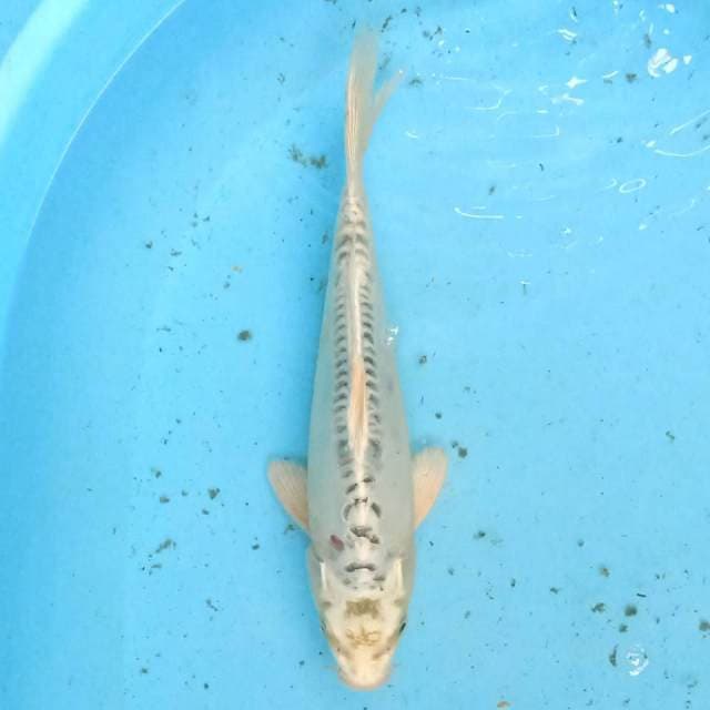 Kiko 25cm