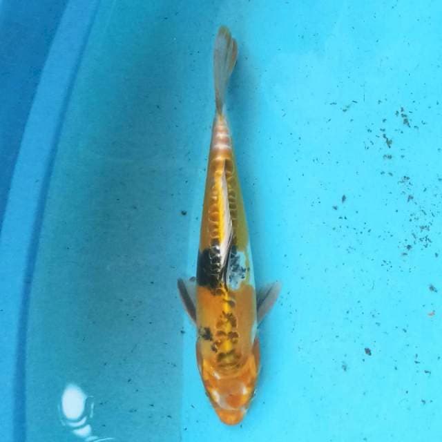 Kiko 29cm