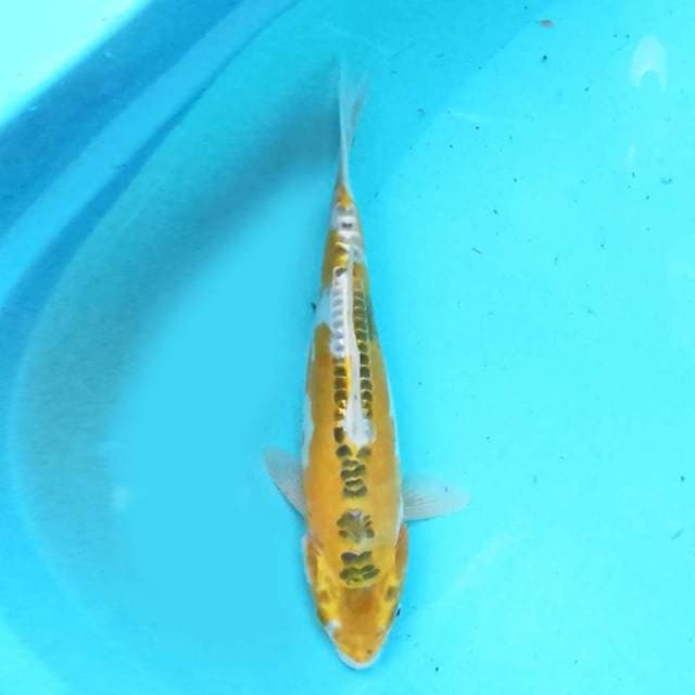 Kiko 28cm