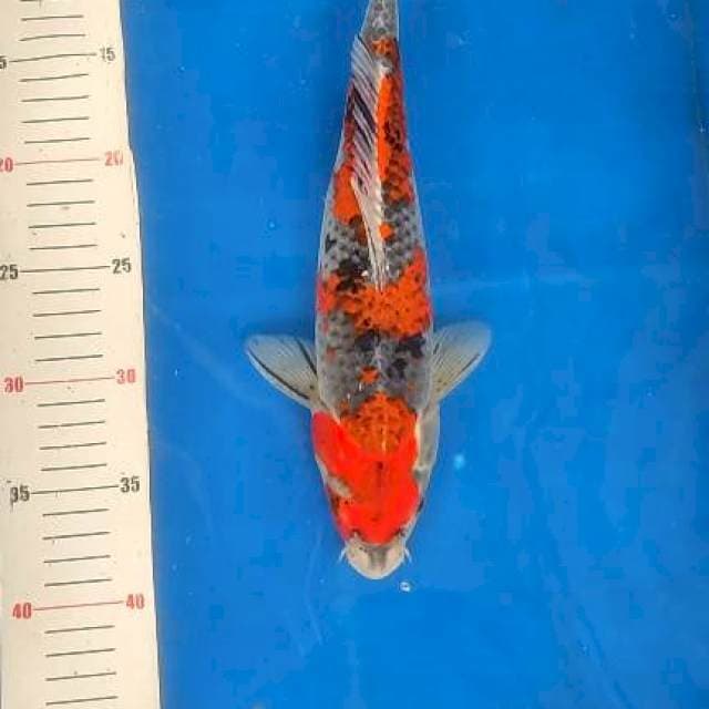 32cm Goshiki