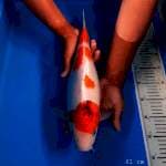 Showa tategoi 41 cm
