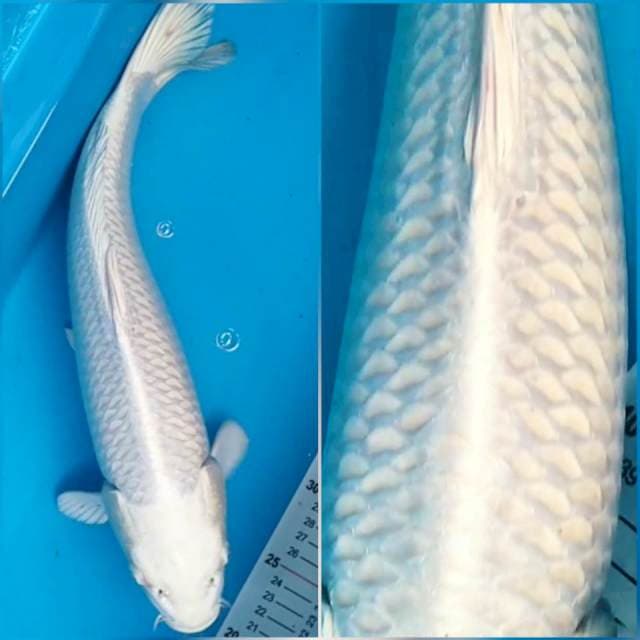 Platinum 37 cm