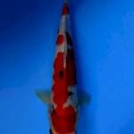 Sanke 41 cm