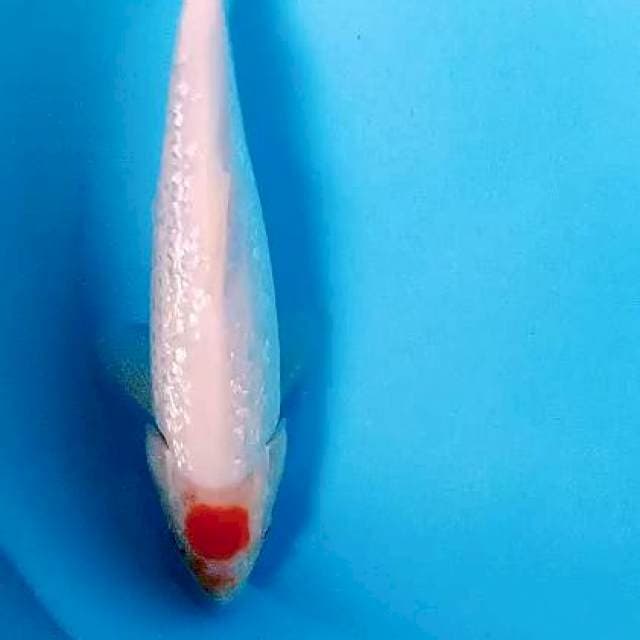Ginrin 33 cm