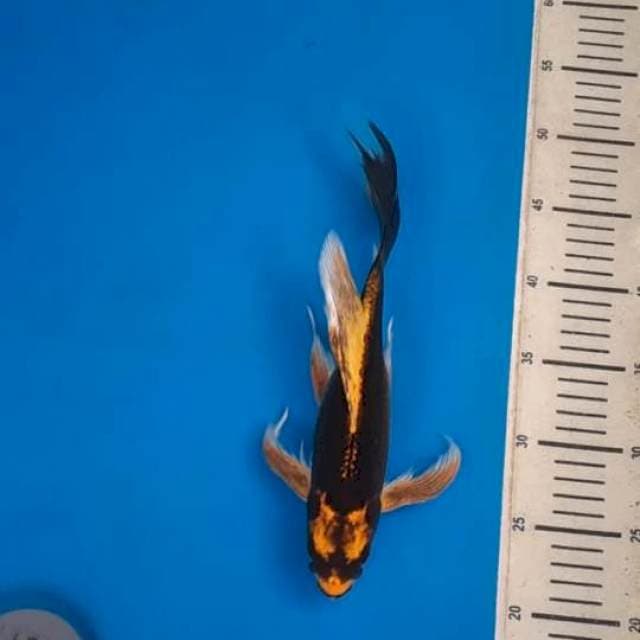 Kabuto kumpay 30bu