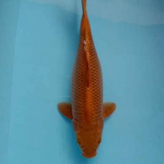 Tembaga 37 cm