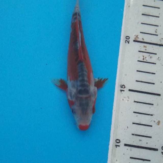 Shusui F1 Prima Koi