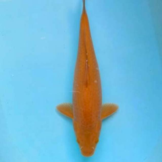 Tembaga 35 cm