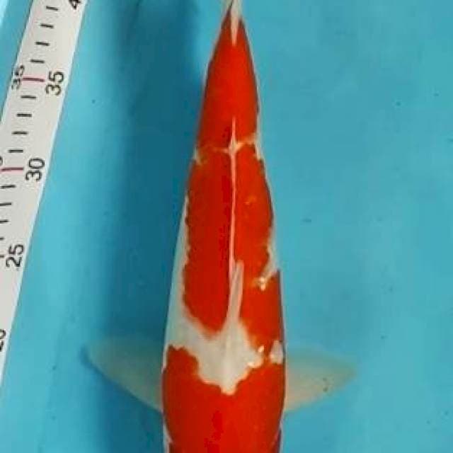 KOHAKU merah darah