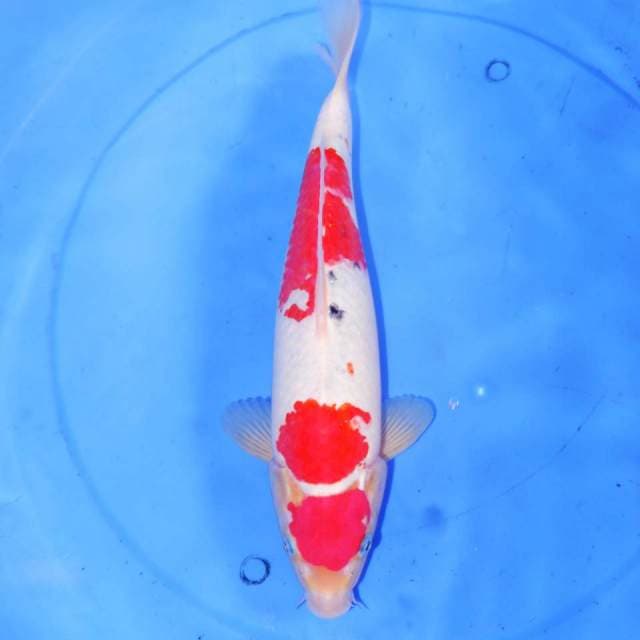 34cm SANSHOKU 