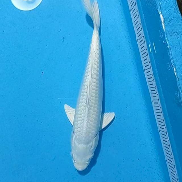 Platinum jantan 30cm