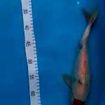 Tanco Showa kategoi 32cm