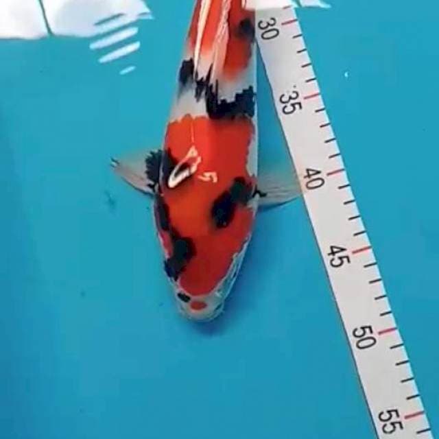 Showa 33 cm