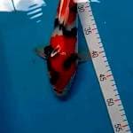 Showa 33 cm
