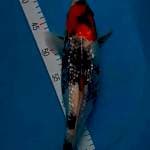Showa 33 cm gindrin 