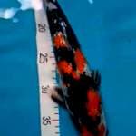 Showa gindrin 33 cm