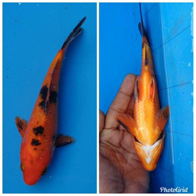 Aka Sanke F1