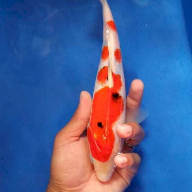 Sanke 28cm