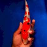 Sanke 28cm