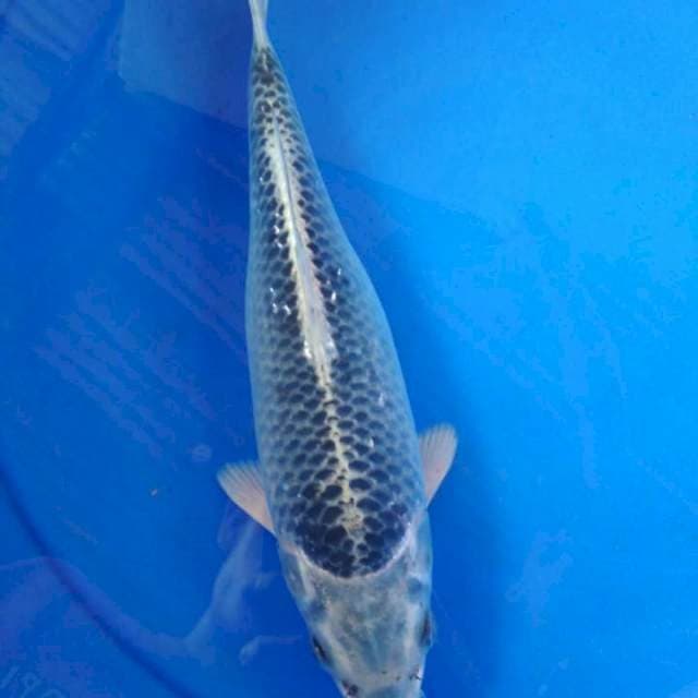 Goshiki munuk 28 cm